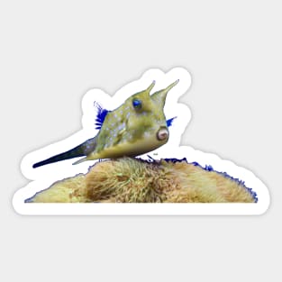 Devil fish underwater world / Swiss Artwork Photography Sticker